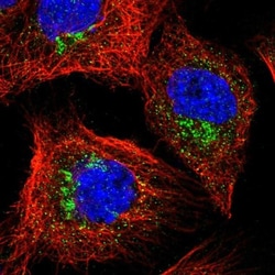YIPF3 Antibody, Novus Biologicals 0.1mL; Unlabeled:Antibodies, Polyclonal